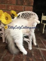 Sept 2021 ragdoll kitten available