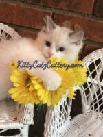 Sept 2021 ragdoll kitten available