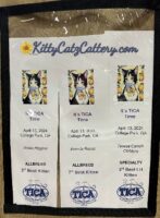 Available Ragdoll Kitten SC, NC, TN, GA & FL