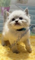 Available Ragdoll Kitten SC, NC, TN, GA & FL