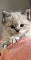 Available Ragdoll Kitten SC, NC, TN, GA & FL