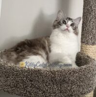 Available Ragdoll Kitten SC, NC, TN, GA & FL