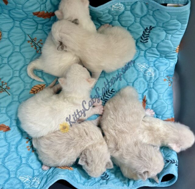 Available Ragdoll Kitten SC, NC, TN, GA & FL