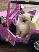 Available Ragdoll Kitten SC, NC, TN, GA & FL