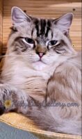 Available Ragdoll Kitten SC, NC, TN, GA & FL