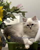 Available Ragdoll Kitten SC, NC, TN, GA & FL