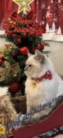 Available Ragdoll Kitten SC, NC, TN, GA & FL
