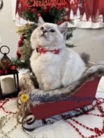 Available Ragdoll Kitten SC, NC, TN, GA & FL