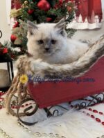 Available Ragdoll Kitten SC, NC, TN, GA & FL