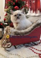 Available Ragdoll Kitten SC, NC, TN, GA & FL