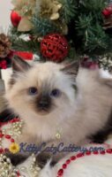 Available Ragdoll Kitten SC, NC, TN, GA & FL