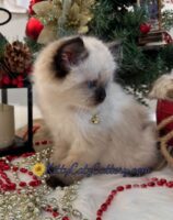 Available Ragdoll Kitten SC, NC, TN, GA & FL
