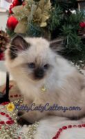 Available Ragdoll Kitten SC, NC, TN, GA & FL