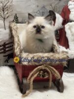 Available Ragdoll Kitten SC, NC, TN, GA & FL