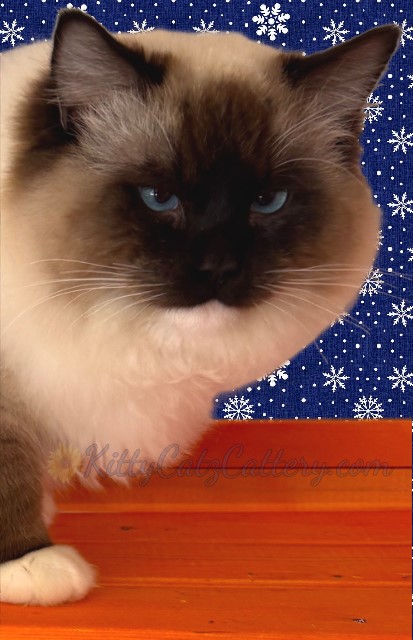 Available Ragdoll Kitten SC, NC, TN, GA & FL