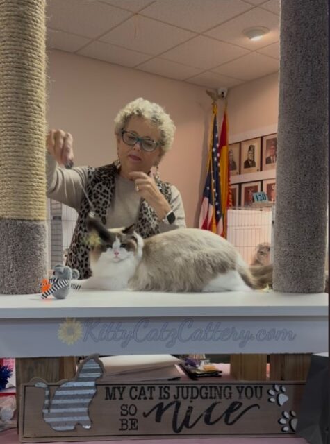 Available Ragdoll Kitten SC, NC, TN, GA & FL