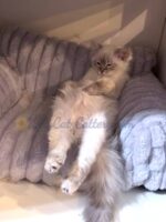 Available Ragdoll Kitten SC, NC, TN, GA & FL