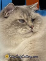 Available Ragdoll Kitten SC, NC, TN, GA & FL