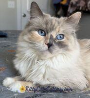 Available Ragdoll Kitten SC, NC, TN, GA & FL