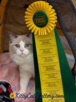 Available Ragdoll Kitten SC, NC, TN, GA & FL