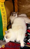 Available Ragdoll Kitten SC, NC, TN, GA & FL