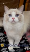 Available Ragdoll Kitten SC, NC, TN, GA & FL