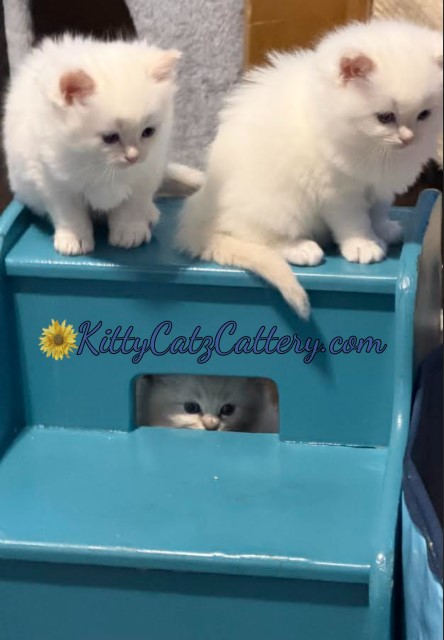 Available Ragdoll Kitten SC, NC, TN, GA & FL
