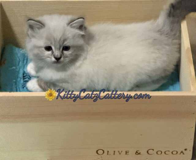 Available Ragdoll Kitten SC, NC, TN, GA & FL