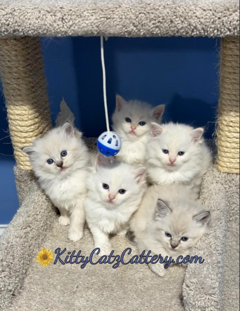 Available Ragdoll Kitten SC, NC, TN, GA & FL