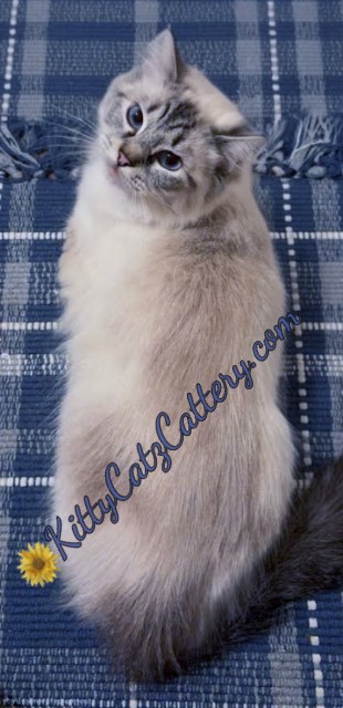 Available Ragdoll Kitten SC, NC, TN, GA & FL