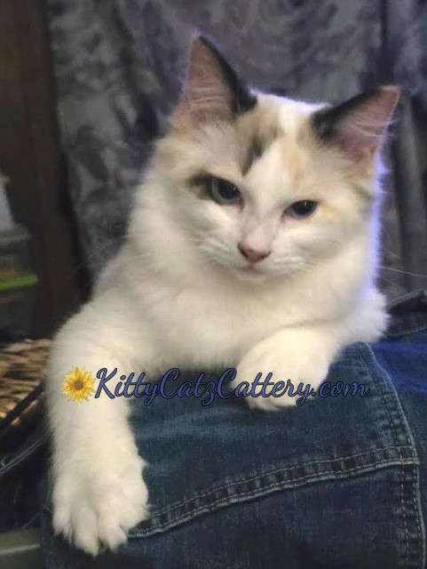 Available Ragdoll Kitten SC, NC, TN, GA & FL