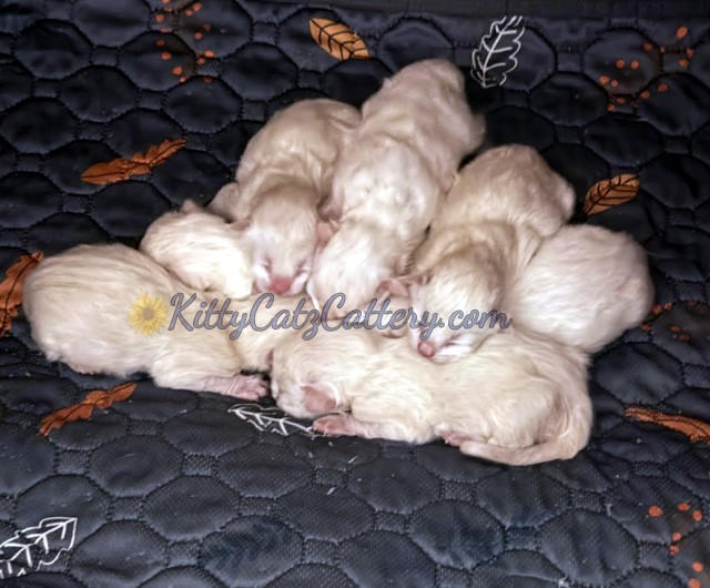 Available Ragdoll Kitten SC, NC, TN, GA & FL