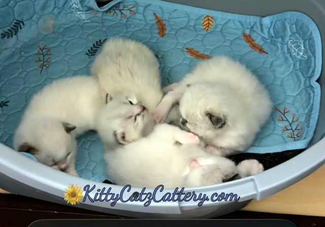 Available Ragdoll Kitten SC, NC, TN, GA & FL