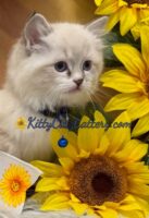Available Ragdoll Kitten SC, NC, TN, GA & FL