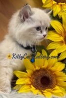 Available Ragdoll Kitten SC, NC, TN, GA & FL