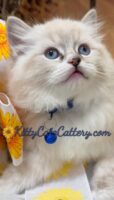 Available Ragdoll Kitten SC, NC, TN, GA & FL