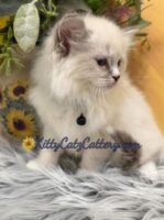 Available Ragdoll Kitten SC, NC, TN, GA & FL