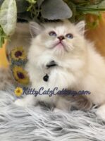 Available Ragdoll Kitten SC, NC, TN, GA & FL