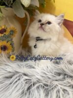 Available Ragdoll Kitten SC, NC, TN, GA & FL