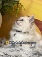 Available Ragdoll Kitten SC, NC, TN, GA & FL