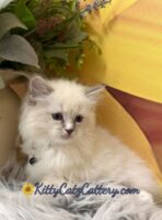 Available Ragdoll Kitten SC, NC, TN, GA & FL