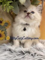 Available Ragdoll Kitten SC, NC, TN, GA & FL