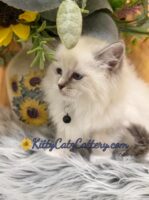 Available Ragdoll Kitten SC, NC, TN, GA & FL