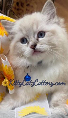 Available Ragdoll Kitten SC, NC, TN, GA & FL
