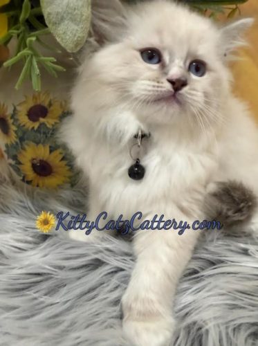 Available Ragdoll Kitten SC, NC, TN, GA & FL