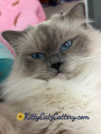 Available Ragdoll Adult Female South Carolina