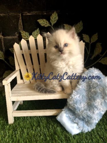 Available Ragdoll Kitten SC, NC, TN, GA & FL
